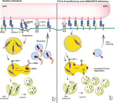 Different Apples, Same Tree: Visualizing Current Biological and Clinical Insights into CTLA-4 Insufficiency and LRBA and DEF6 Deficiencies